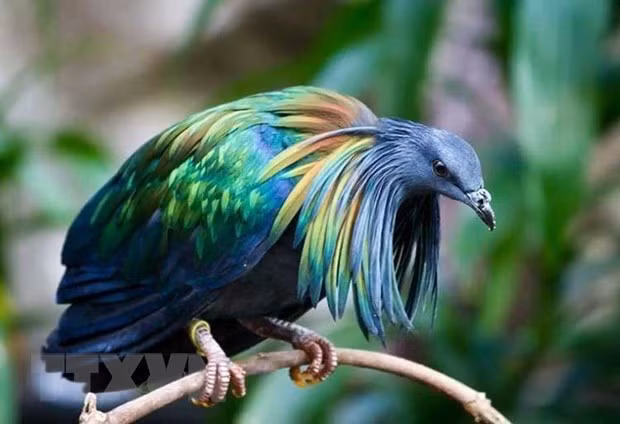 Vào ngày 3/11, lực lượng Kiểm lâm của Vườn Quốc gia Côn Đảo đã phát hiện bồ câu Nicoba trong lúc tuần tra bảo vệ rừng trên tuyến đường mòn trên hòn Bảy Cạnh.