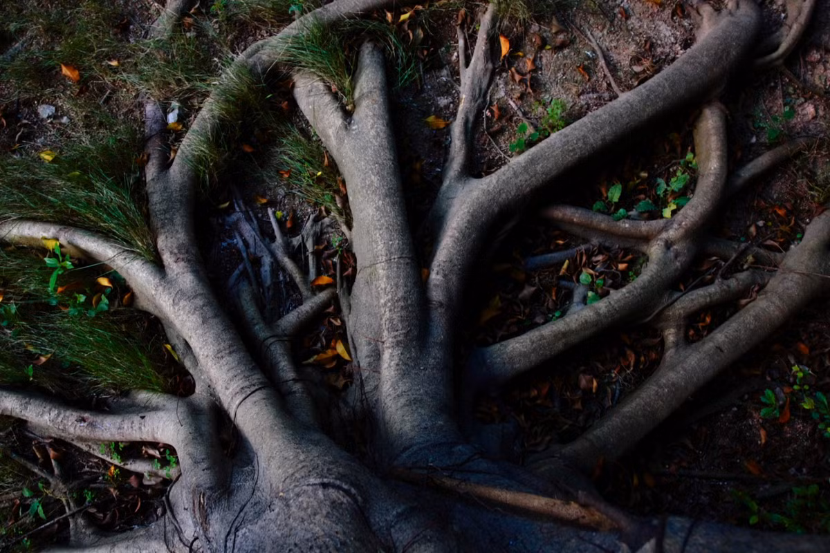 Nghiên cứu trước đây đã gợi ý rằng sự xuất hiện của những loài thực vật đầu tiên dẫn đến sự sụt giảm đáng kể nồng độ phốt pho của các cảnh quan trên mặt đất của châu Á - Âu.