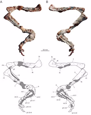 Theo các chuyên gia, quái thú này có cơ thể to lớn như khủng long, đầu giống cá sấu. Chân trước và chân sau của chúng giống tay chân của một con người lực lưỡng.