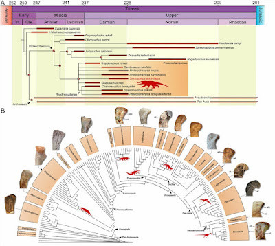 Stenoscelida aurantiacus không phải là một con khủng long hay cá sấu. Quái thú này và họ hàng của nó lấp đầy một "hốc sinh thái" riêng biệt trong kỷ Tam Điệp, là kỷ ngay trước kỷ Jura.