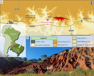 Bàn chân của Stenoscelida aurantiacus có kích thước tương tự khủng long. Thế nhưng, bàn chân trước có 5 ngón giống như bàn tay.
