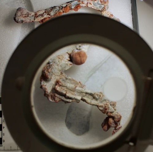 Với việc tìm thấy hóa thạch của loài quái thú khổng lồ mới, các nhà khoa học có thêm thông tin quan trọng cho bức tranh tiến hóa của Trái đất từ hàng trăm triệu năm trước.