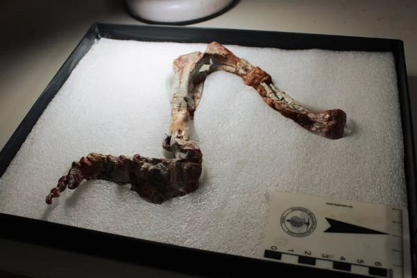 Phần chân to khỏe của Stenoscelida aurantiacus cung cấp manh mối quý giá cho các chuyên gia giải mã nguồn gốc tiến hóa của một số cấu trúc gắn liền với các cơ bắp của sinh vật ngày nay.