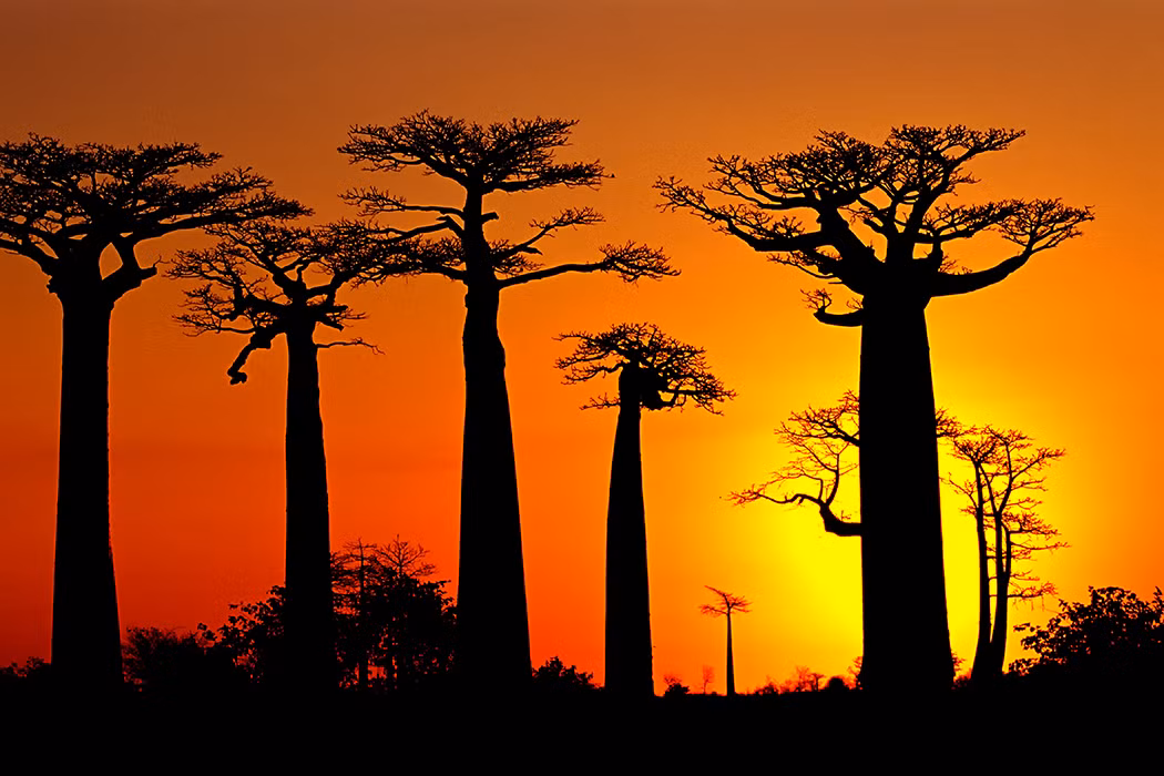 Ngay cả khi những thân cây baobab mục ruỗng, người dân sửa sang và biến chúng thành những ngôi nhà đặc biệt. Theo đó, loài cây khổng lồ này đóng vai trò quan trọng trong cuộc sống của người dân ở châu Phi.