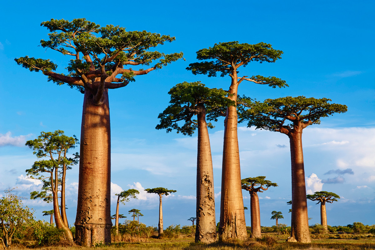 Baobab là loài cây có nguồn gốc từ châu Phi. Trong số 8 loài cây baobab hiện nay, 7 loài bắt nguồn từ châu Phi và một loài được tìm thấy ở Australia.