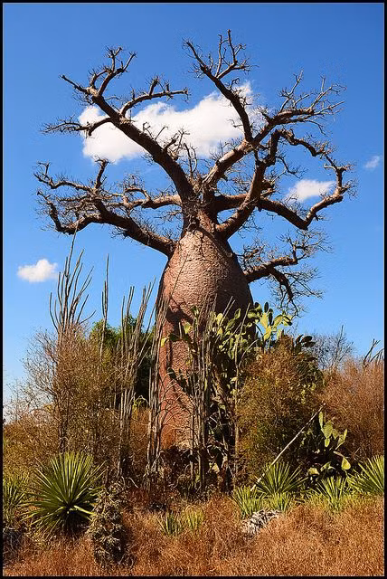 Một số cây baobab có thể sống tới hơn 2.000 năm. Theo đó, đây là loài cây thân gỗ sống lâu nhất trên Trái đất.