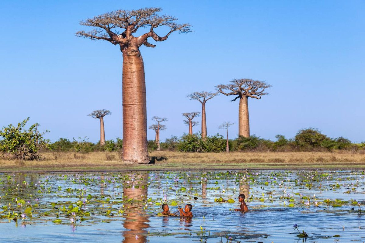 Baobab là loài cây có kích thước lớn, chiều cao trung bình 5 - 30m, đường kính gốc cây 7 - 11m. Chu vi gốc cây có thể lên tới 50m.
