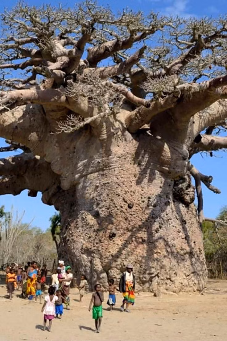Các nhà nghiên cứu cho hay cây baobab có thể lưu trữ tới 120.000 lít nước để đảm bảo chúng có thể tồn tại trong các điều kiện khô cằn trong thời gian dài.
