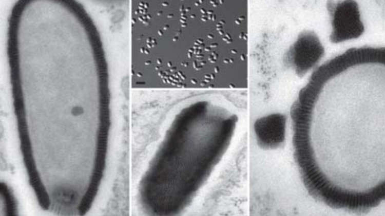 Loại virus ít tuổi nhất trong nhóm trên đã đóng băng trong khoảng 27.000 năm. Dù những virus này không phải mối đe dọa đối với con người nhưng nhà virus học Claverie cảnh báo nhiều loại virus cổ xưa khác có thể phát lộ do băng tan chảy sẽ dẫn tới dịch bệnh mới.