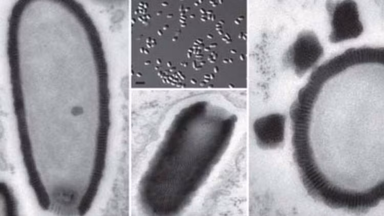 Loại virus ít tuổi nhất trong nhóm trên đã đóng băng trong khoảng 27.000 năm. Dù những virus này không phải mối đe dọa đối với con người nhưng nhà virus học Claverie cảnh báo nhiều loại virus cổ xưa khác có thể phát lộ do băng tan chảy sẽ dẫn tới dịch bệnh mới.