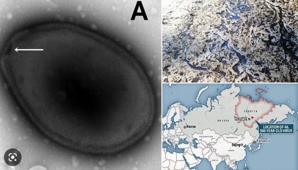 Mẫu virus 48.500 năm tuổi trên được tìm thấy trong lớp đất đóng băng vĩnh cửu ở độ sâu 16m bên dưới đáy hồ nước ở Yukechi Alas, Yakutia, Nga.
