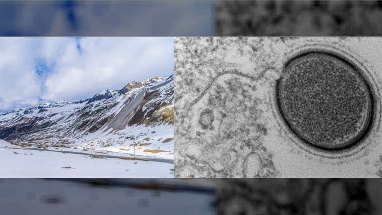 Các chuyên gia đặt tên cho virus mới là Pandoravirus yedoma. Nó nằm trong 7 loại virus dưới đất đóng băng được "hồi sinh" sau hàng nghìn năm "ngủ đông".