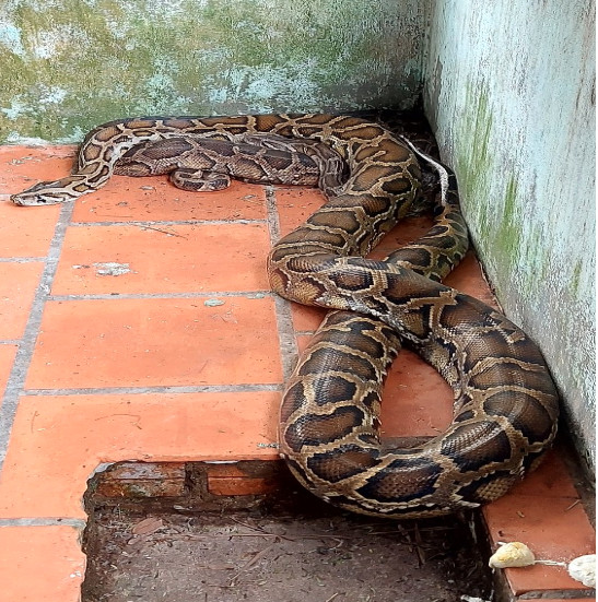 Vào ngày 13/11, Trạm Cứu hộ động vật hoang dã Củ Chi (Chi cục Kiểm lâm TP. HCM) cho biết vừa tiếp nhận một cá thể trăn nặng hơn 10 kg, dài khoảng 3m.