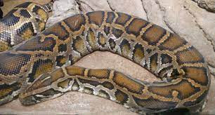 Sau khi nhận tin báo, lực lượng chức năng nhanh chóng có mặt và phối hợp với người dân bắt được con trăn trên trước khi bàn giao cho Trạm Cứu hộ động vật hoang dã Củ Chi.