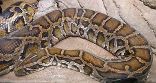 Sau khi nhận tin báo, lực lượng chức năng nhanh chóng có mặt và phối hợp với người dân bắt được con trăn trên trước khi bàn giao cho Trạm Cứu hộ động vật hoang dã Củ Chi.