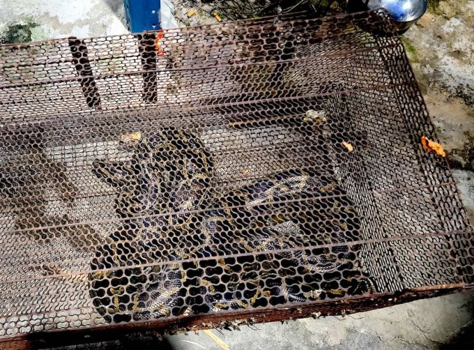 Trước đó, vào tối ngày 11/11, một người dân ở quận 12 nhìn thấy con trăn bò trong bụi cây gần kênh trên đường An Phú Đông. Thấy vậy, người này đã trình báo cho cơ quan chức năng.