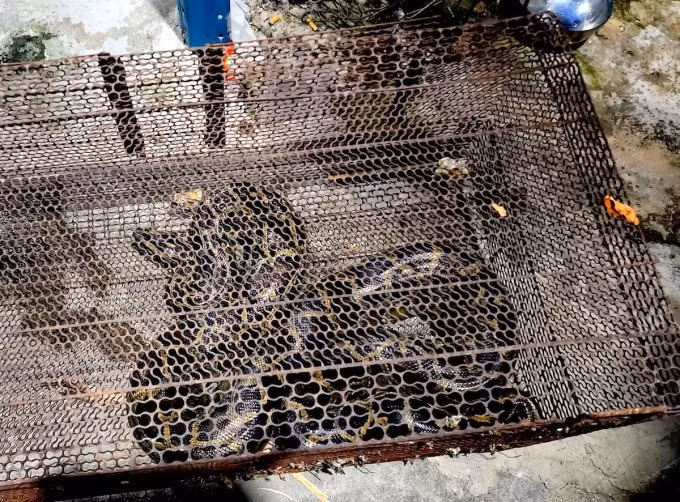 Trước đó, vào tối ngày 11/11, một người dân ở quận 12 nhìn thấy con trăn bò trong bụi cây gần kênh trên đường An Phú Đông. Thấy vậy, người này đã trình báo cho cơ quan chức năng.