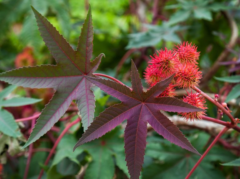 Theo các chuyên gia, cây Ricinus Communis có chứa chất độc gấp 6.000 lần xyanua.