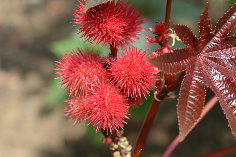 Trong lúc đi ngang qua bồn hoa công cộng ở khu vực Conwy, North Wales, Anh, một phụ nữ giấu tên đã chú ý đến một loài câu trông khá kỳ lạ. Sau đó, bà đã tìm hiểu và biết đó là một trong những loài thực vật nguy hiểm nhất thế giới. Cây mà bà tò mò là Ricinus Communis - loài cây có chất độc gấp 6.000 lần xyanua.