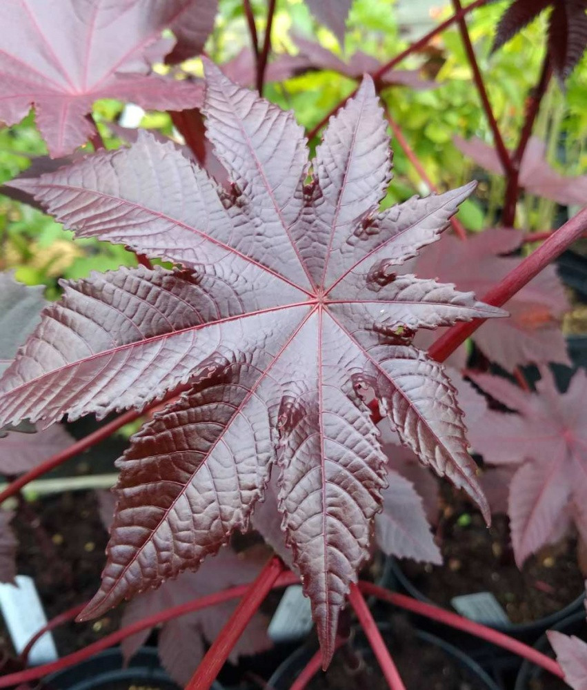 Ngoài ra, Ricinus communis là một loài thực vật cực kỳ dễ gây dị ứng và có thang điểm dị ứng OPALS là 10/10.