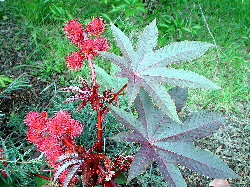 Loài cây nguy hiểm này cũng được giới nghiên cứu xác nhận là tác nhân gây hen suyễn và dị ứng nghiêm trọng.