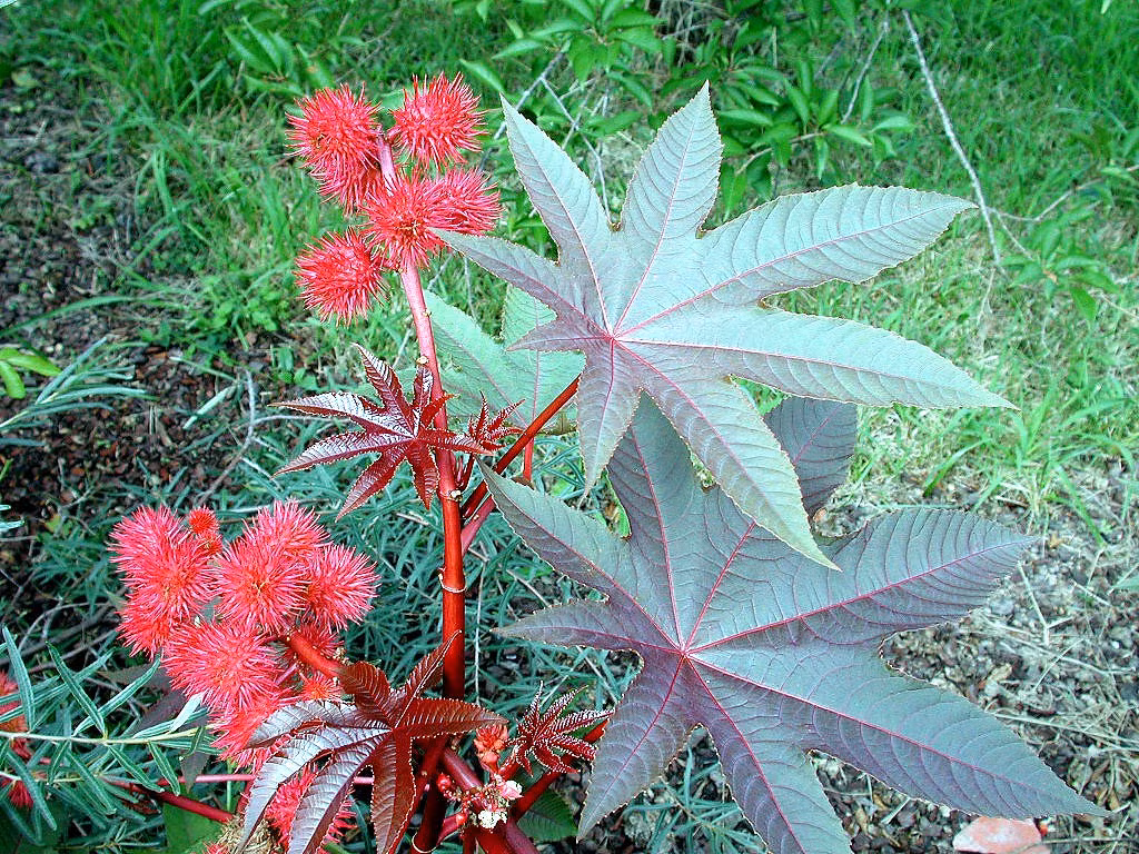 Loài cây nguy hiểm này cũng được giới nghiên cứu xác nhận là tác nhân gây hen suyễn và dị ứng nghiêm trọng.