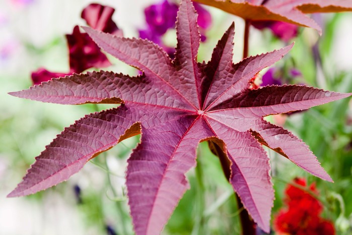 Những người ngộ độc từ cây Ricinus Communis sẽ có các triệu chứng như nôn mửa, tiêu chảy và co giật lâu, thậm chí nặng là suy tạng gây tử vong.