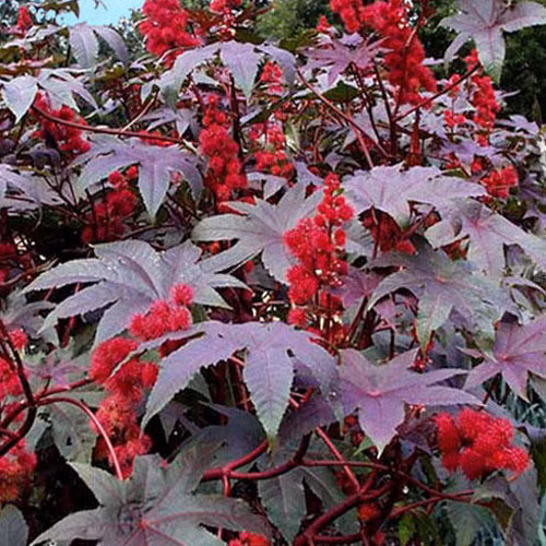 Tất cả các bộ phận của cây đều có độc tính cao. Chỉ một lượng độc chỉ bằng hạt cát cũng có thể cướp đi sinh mạng của một người trưởng thành.