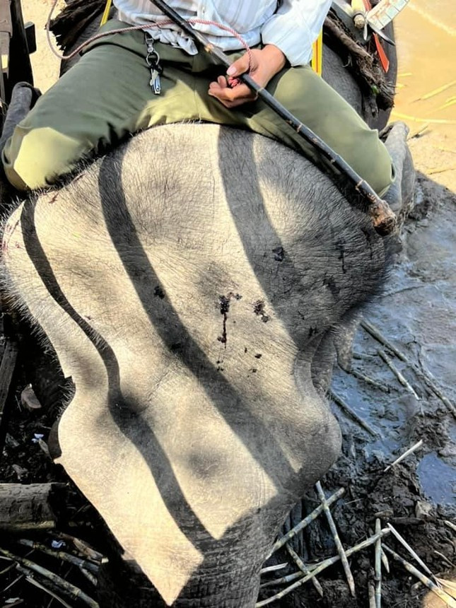 Trước đó, vào ngày 15/11, UBND tỉnh Đắk Lắk phê duyệt khoản kinh phí hơn 55 tỉ đồng, phần lớn do Tổ chức động vật châu Á (AAF) tài trợ, nhằm triển khai mô hình hoạt động du lịch thân thiện với voi, chấm dứt các hoạt động du lịch cưỡi voi.