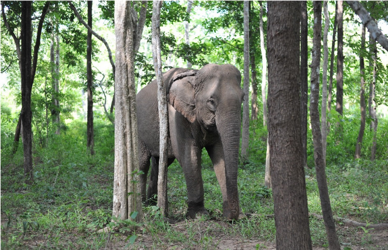 Theo số liệu của Trung tâm Bảo tồn voi, cứu hộ động vật, quản lý bảo vệ rừng Đắk Lắk, hiện trên địa bàn tỉnh có khoảng 37 con voi nhà, 80 - 100 con voi hoang dã. Số lượng cá thể voi hiện nay giảm 90% so với năm 1980.
