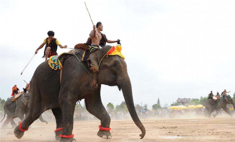 Vào tháng 12/2021, tỉnh Đắk Lắk đã ký kết thoả thuận với AAF về việc tỉnh không tổ chức du lịch cưỡi voi, hội thi voi bơi, đá bóng, diễu hành trên đường... Kinh phí AAF hỗ trợ được tỉnh chi cho chủ và nài voi để bù đắp thu nhập giảm sút do dừng khai thác voi.