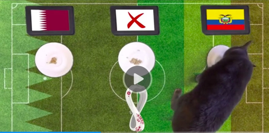 Nguyên do là bởi mèo Cass nổi tiếng thế giới với tài "tiên tri" khá chuẩn xác. Nó đã có hơn 20 lần dự đoán chính xác kết quả trận bóng đá. Trong số này có việc ở trận đấu khai mạc World Cup 2018, mèo Cass đã dự đoán chính xác việc đội tuyển Nga giành chiến thắng trước Saudi Arabia.