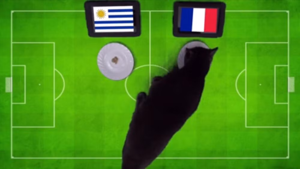 Sau đó, mèo Cass tiếp tục tiên tri chính xác kết quả các trận đấu: Đan Mạch thắng Peru, Bỉ thắng Panama, Argentina thắng Nigeria...