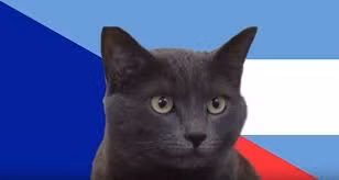 Liệu 2 "tiên tri" của mèo Cass có chính xác hay không? Câu trả lời sẽ có khi 2 trận đấu hấp dẫn này diễn ra.