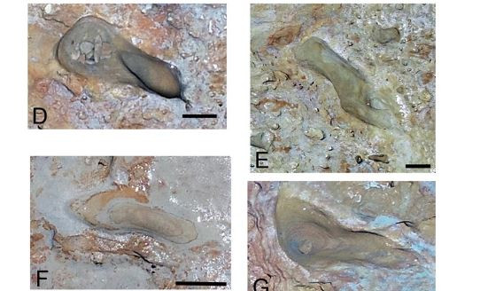 Từ đây, ông Eduardo và các cộng sự suy đoán những người để lại dấu chân mới phát hiện không phải là người Neanderthal. Họ có thể là một loài người nguyên thủy khác mà chúng ta chưa từng biết đến.