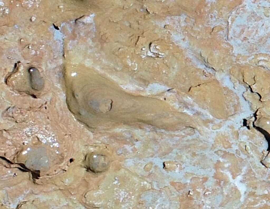 Tiến sĩ Eduardo Mayoral, tác giả chính của nghiên cứu cho hay loài vượn người trên sống cách đấy khoảng 295.800 năm.