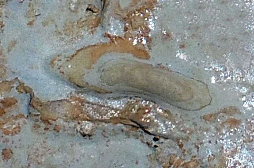 Từ những dấu chân này, nhóm nghiên cứu ước tính chiều cao của loài vượn người chưa xác định từ 104 - 188 cm.