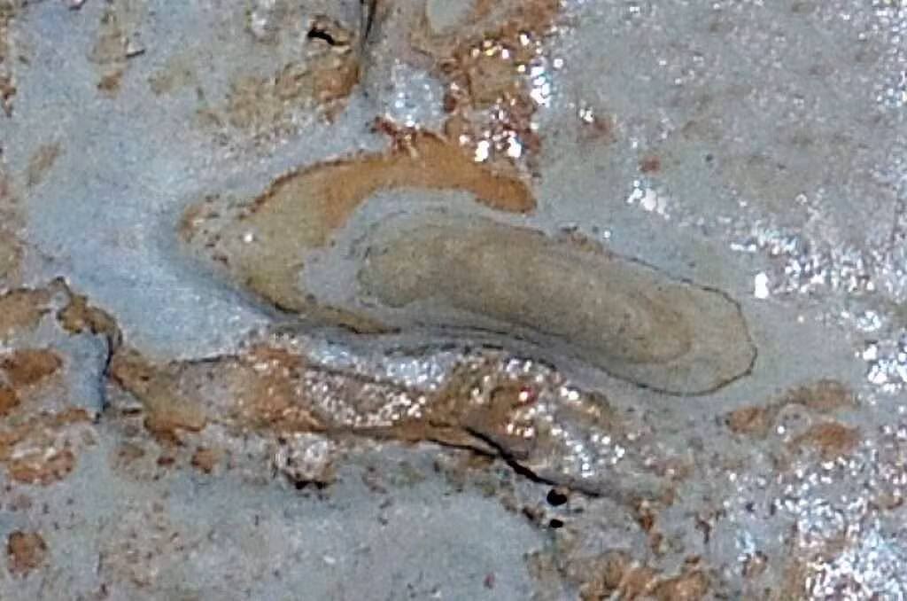 Từ những dấu chân này, nhóm nghiên cứu ước tính chiều cao của loài vượn người chưa xác định từ 104 - 188 cm.