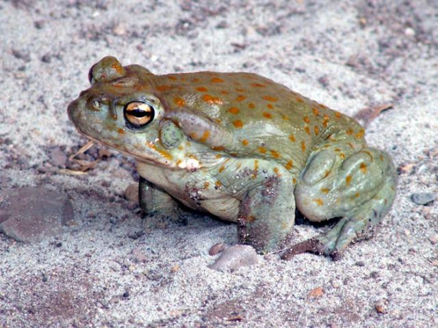 Theo Sở thú Oakland, con cóc sa mạc Sonoran có thói quen sống dưới lòng đất khi trời nóng hoặc trong các tháng mùa Hè.