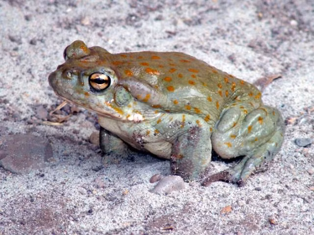 Theo Sở thú Oakland, con cóc sa mạc Sonoran có thói quen sống dưới lòng đất khi trời nóng hoặc trong các tháng mùa Hè.