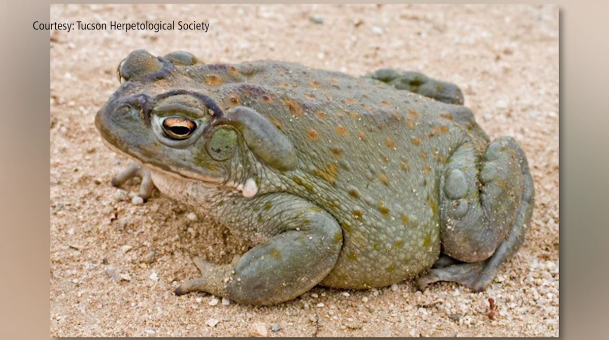 Theo các chuyên gia, cóc sa mạc Sonoran thường xuất hiện ở Arizona hoặc New Mexico. Chúng được nhìn thấy nhiều nhất là vào mùa mưa.