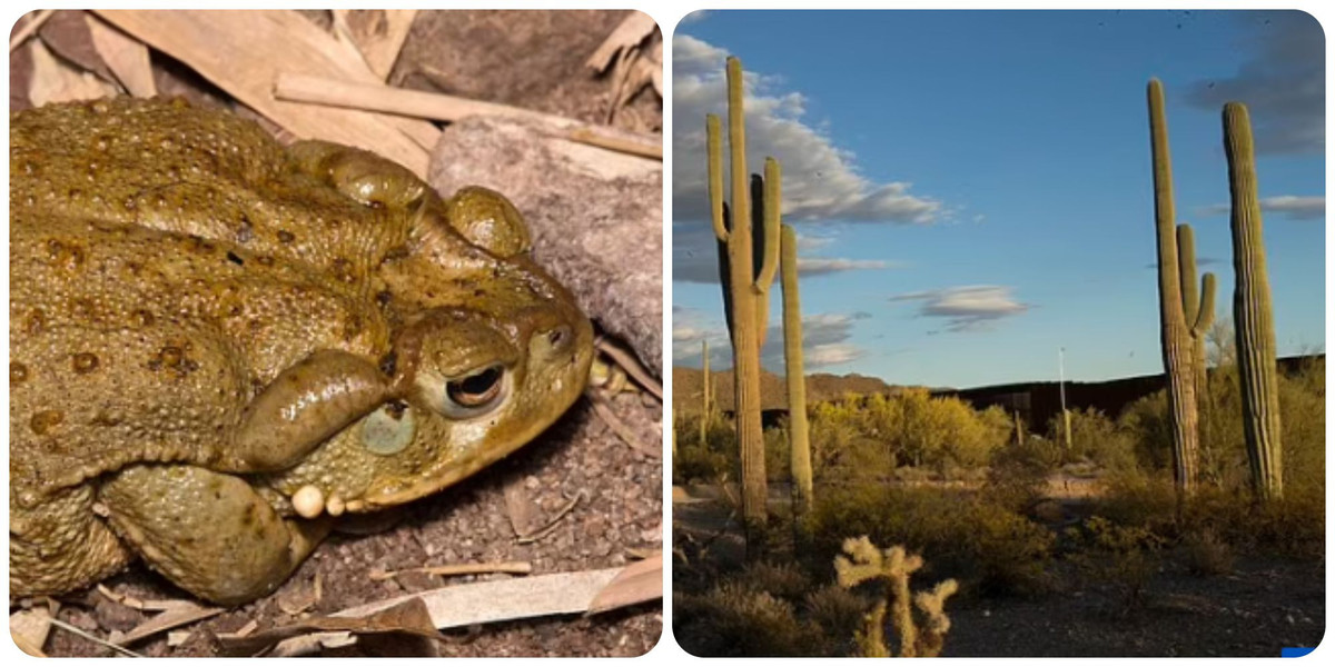 Cóc sa mạc Sonoran thường tấn công thông con mồi ở các vị trí như: miệng, mắt, mũi. Khi trúng nọc độc của loài óc nguy hiểm này, nạn nhân sẽ có các triệu chứng như tăng nhịp tim, tiết nước bọt nhiều, tê liệt trước khi mất mạng.