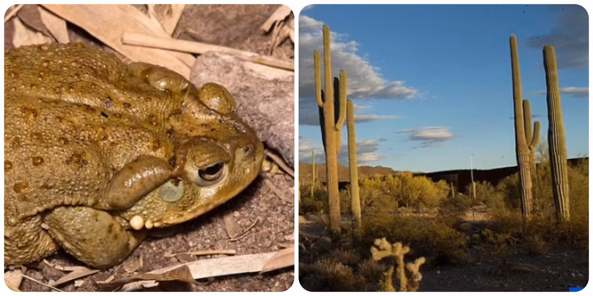 Cóc sa mạc Sonoran thường tấn công thông con mồi ở các vị trí như: miệng, mắt, mũi. Khi trúng nọc độc của loài óc nguy hiểm này, nạn nhân sẽ có các triệu chứng như tăng nhịp tim, tiết nước bọt nhiều, tê liệt trước khi mất mạng.