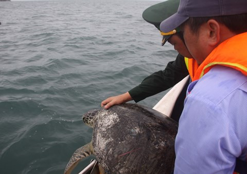 Từ đầu năm 2022 đến nay, lực lượng chức năng đã giải cứu, thả một số cá thể rùa biển họ Vích về biển. Cụ thể, ngày 29/11 vừa qua, ban quản lý khu bảo tồn biển Phú Quốc, tỉnh Kiên Giang đã phối hợp cùng cơ quan chức năng thả 12 cá thể Vích về biển Phú Quốc, thuộc vùng biển ấp Hòn Rỏi, xã Hòn Thơm.