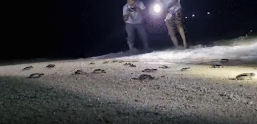 Số cá thể Vích trêm được phát hiện vào tối 7/6 sau khi vừa nở từ ổ trứng trên bờ biển Lạch Bãi Phủ, xã Tam Thanh, huyện Phú Quý. Do mới nở nên những con Vích này sức khỏe khá yếu ớt. Nếu không được thả ra biển thì chúng dễ mất phương hướng và mắc cạn trên bờ.