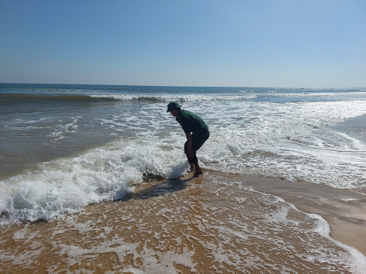 Vích là loài thuộc họ rùa biển, trọng lượng những con trưởng thành nặng khoảng 25 - 50 kg. Vích được liệt vào danh sách những loài dễ bị tổn thương, cấm buôn bán, sát hại.