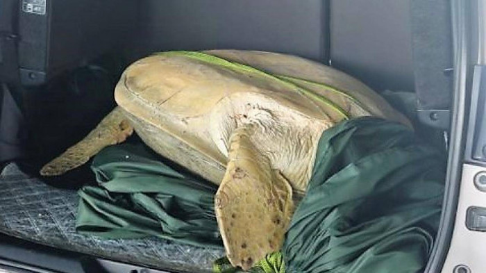 Vào ngày 15/5/2022, Chi cục Thủy sản tỉnh Cà Mau kết hợp với các đơn vị liên quan đã thả cá thể Vích có trọng lượng khoảng 120 kg về biển.