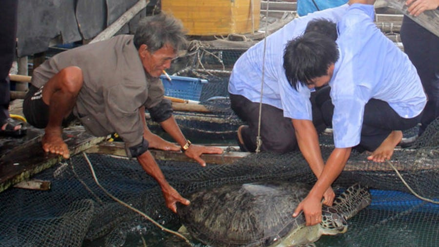 Nhờ ban quản lý khu bảo tồn biển Phú Quốc và cơ quan chức năng, 12 cá thể Vích được trở về biển Phú Quốc an toàn.