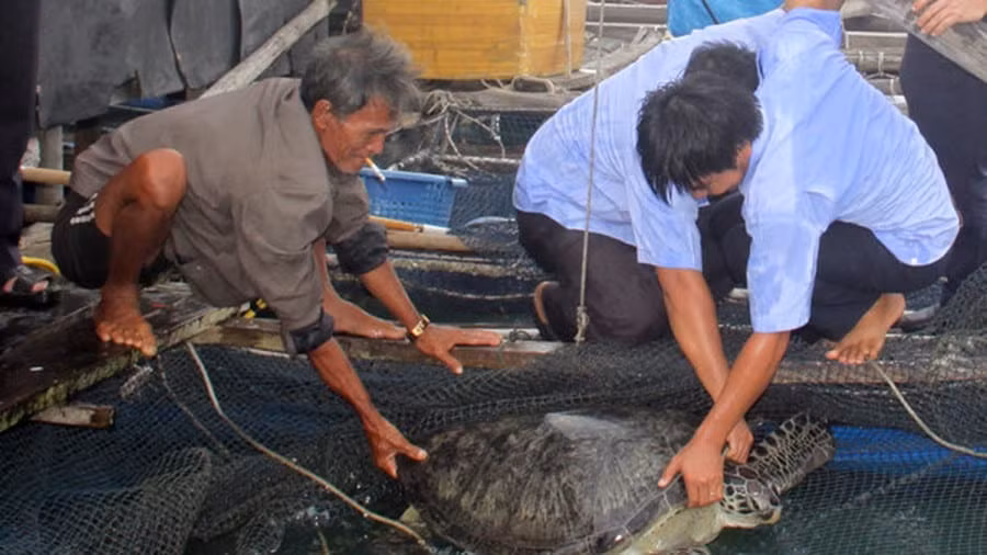 Nhờ ban quản lý khu bảo tồn biển Phú Quốc và cơ quan chức năng, 12 cá thể Vích được trở về biển Phú Quốc an toàn.