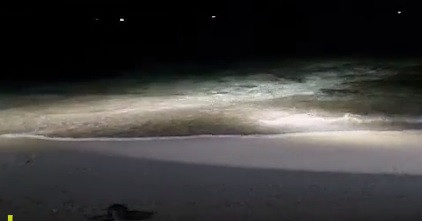 Do vậy, sau khi phát hiện đàn Vích 84 con trên, các thành viên Trạm Bảo vệ nguồn lợi thủy sản huyện đảo Phú Quý đã cẩn thận đưa chúng đến khu vực Bãi Nhỏ cách đó khoảng 1 km rồi thả về biển an toàn.